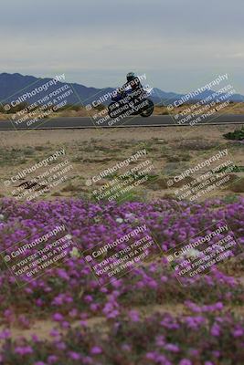 media/Jan-14-2023-SoCal Trackdays (Sat) [[497694156f]]/Turn 14 Exit Bloomig (145pm)/